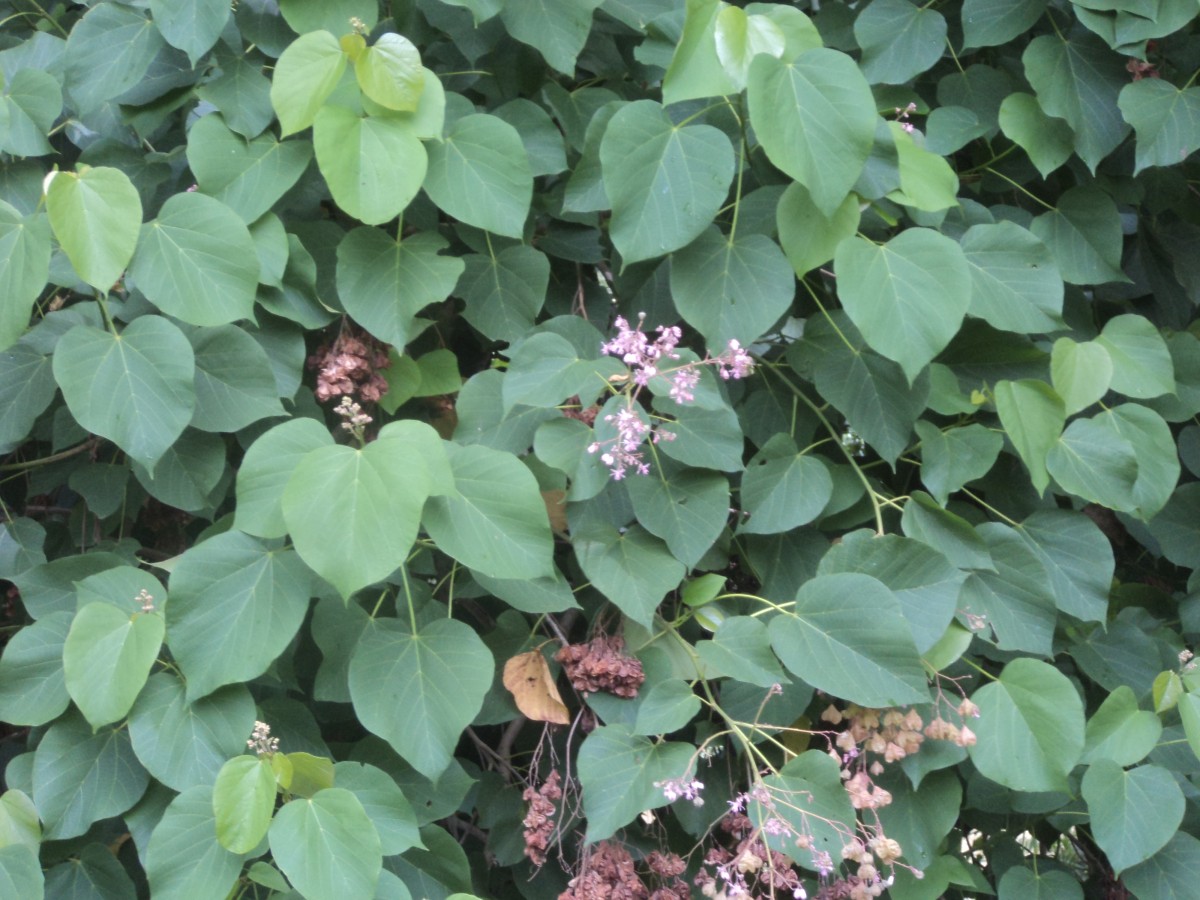 Melochia umbellata (Houtt.) Stapf